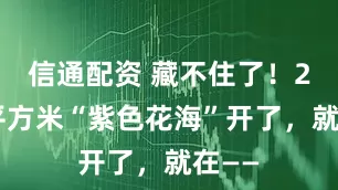 信通配资 藏不住了！27万平方米“紫色花海”开了，就在——
